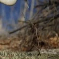 What is the Global Population Size of Sandhill Cranes?