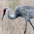 The Symbolism of the Majestic Sandhill Crane: A Look at its Meaning and Significance