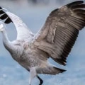 Do Sandhill Cranes Return to the Same Nest Every Year?