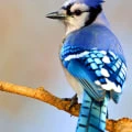 The Impact of Juvenile and Adult Birds on Predator Behavior: A Comprehensive Guide