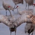 How Many Species of Sandhill Cranes Are There?