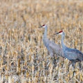 The Complex Language of Sandhill Cranes: How They Communicate