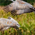 When Do Sandhill Cranes Migrate? A Comprehensive Guide to Their Routes