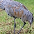 The Majestic Sandhill Crane: How Many Babies Do They Usually Have?