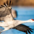 The Fascinating World of Sand Cranes