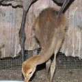 What are the Consequences for Killing a Sandhill Crane in Florida?