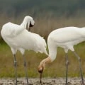 Saving Cranes from Extinction: Are Cranes on the Endangered List?