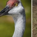 How Many Eggs Does a Sandhill Crane Lay Each Year?