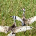 Unraveling the Mystery of Sandhill Cranes