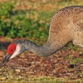 What Does the Sound of Sandhill Cranes Mean?