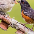 Do Juvenile and Adult Birds Have Different Diets or Feeding Habits?
