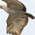 Distinguishing Greater and Lesser Sandhill Cranes