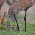 The Timeless Tale of Sandhill Cranes