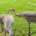A Comprehensive Guide to the Diet of a Sandhill Crane