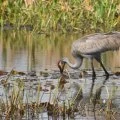 Where Do Sandhill Cranes Live? A Comprehensive Guide