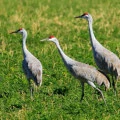Do Sandhill Cranes Live in Social Groups or Alone?