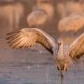 Do Sandhill Cranes Return to the Same Place Every Year?