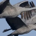 The Fascinating World of Sandhill Cranes