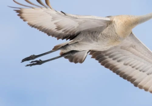 Are Sandhill Cranes Birds? A Comprehensive Guide to Their Habits and Characteristics