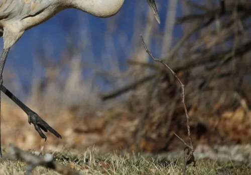 What is the Global Population Size of Sandhill Cranes?