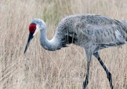 The Symbolism of the Majestic Sandhill Crane: A Look at its Meaning and Significance