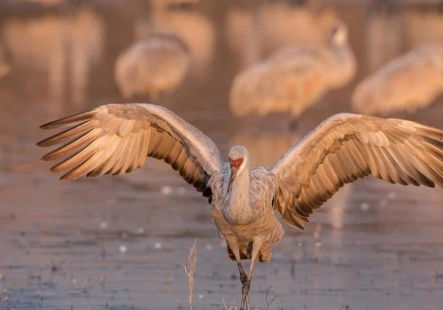 The Imperative Conservation Status of Sandhill Cranes