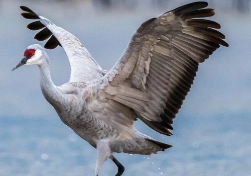 Do Sandhill Cranes Return to the Same Nest Every Year?