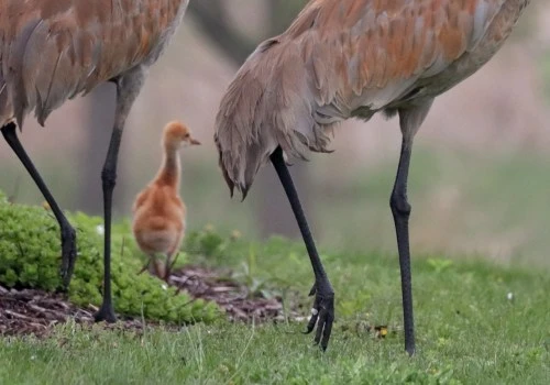 Exploring the Majestic World of Sandhill Cranes