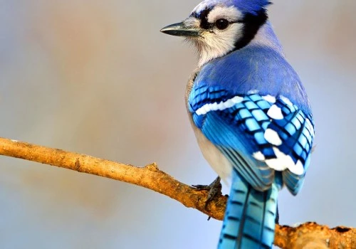 The Impact of Juvenile and Adult Birds on Predator Behavior: A Comprehensive Guide