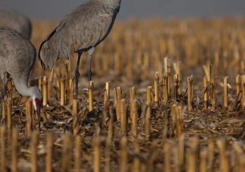 What is a Family of Sandhill Cranes Called?