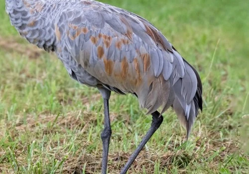 The Magnificent Sandhill Crane: An In-Depth Guide