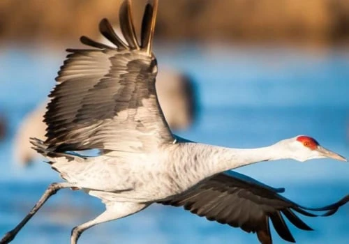 The Fascinating World of Sand Cranes