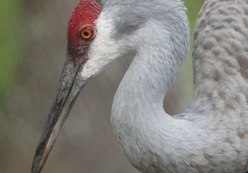 Saving the Sandhill Crane: Conservation Efforts to Protect a Species in Decline