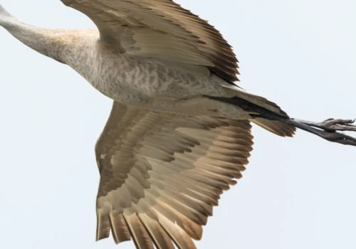 Distinguishing Greater and Lesser Sandhill Cranes
