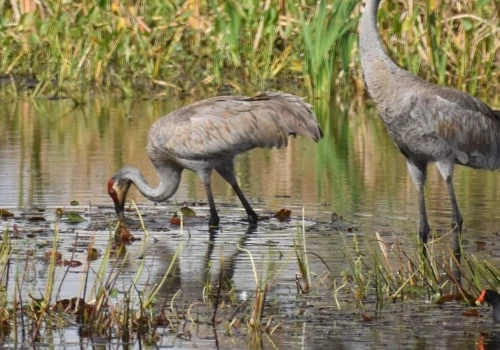 Where Do Sandhill Cranes Live? A Comprehensive Guide