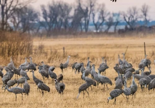 Do Sandhill Cranes Migrate? An Expert's Insight