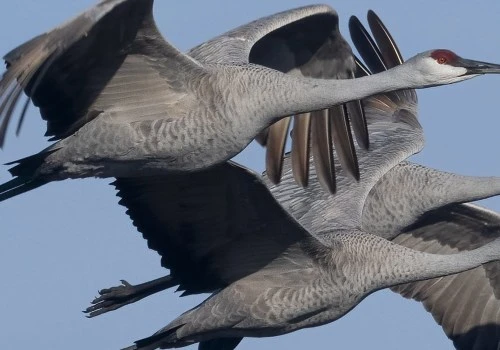 The Fascinating World of Sandhill Cranes